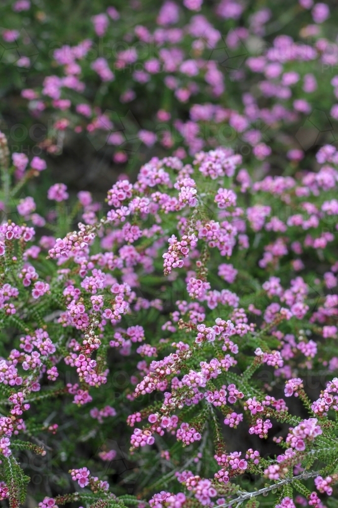 Clusters of small pink flowers - Australian Stock Image