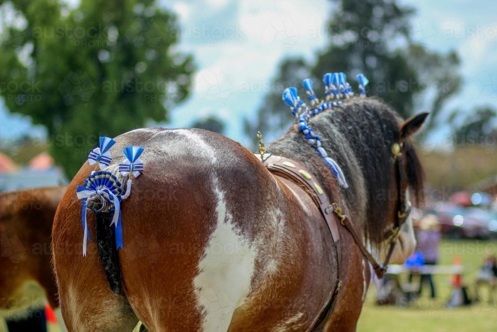Clydesdale Horse Dressed up for the Show - Australian Stock Image