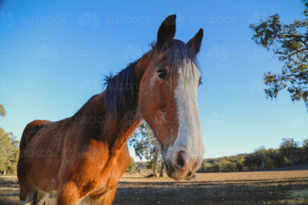 Clydesdale horse in serene pasture under blue sky - Australian Stock Image