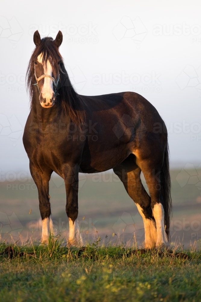 Clydesdale horse stands in the paddock as the sun rises - Australian Stock Image