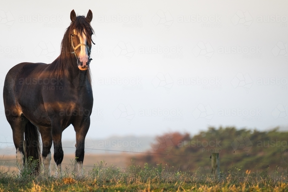Clydesdale horse stands in the shadows in the morning light - Australian Stock Image