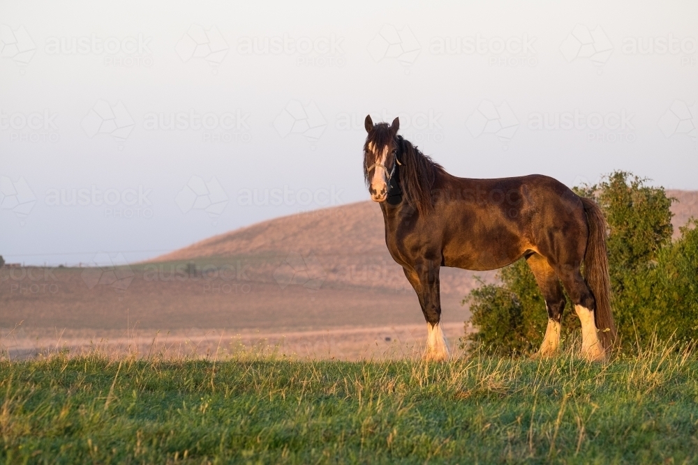 Clydesdale stands in the morning light on a coastal farm - Australian Stock Image
