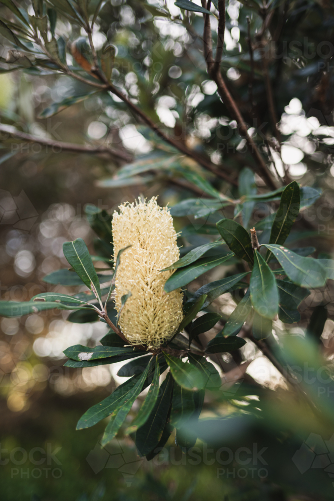 coastal banksia flowering in bush - Australian Stock Image