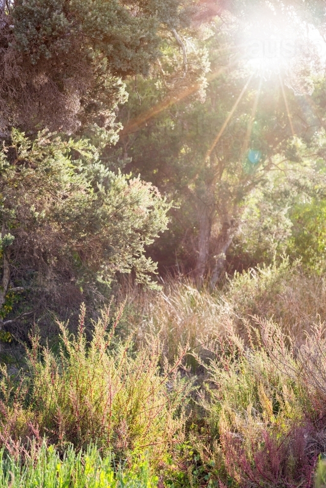 Coastal bush and grass with sun flare - Australian Stock Image