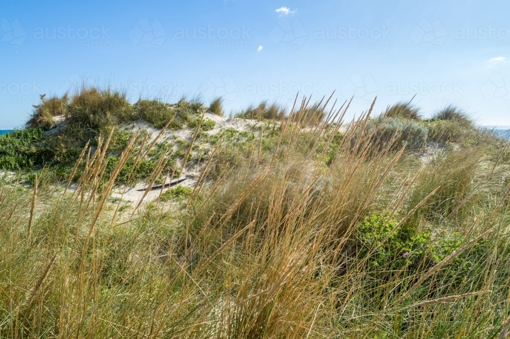 Coastal dune plants under a sunny sky. - Australian Stock Image