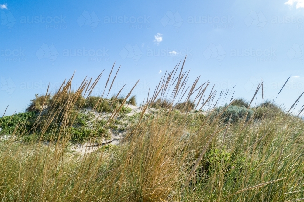 Coastal dune plants under a sunny sky. - Australian Stock Image