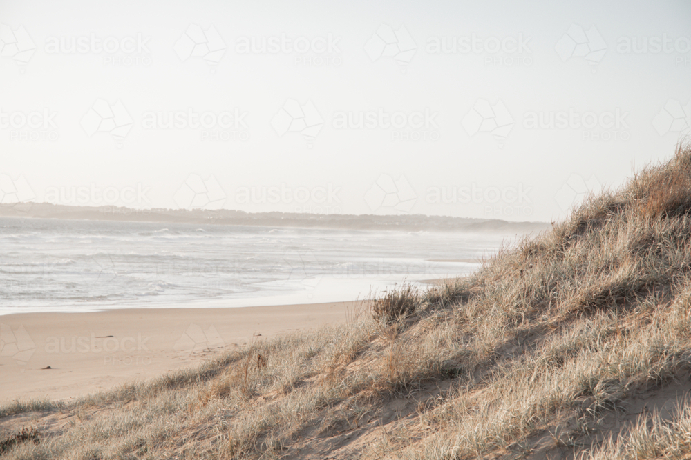 Coastal grass on sand dune with ocean in the background at sunset - Australian Stock Image