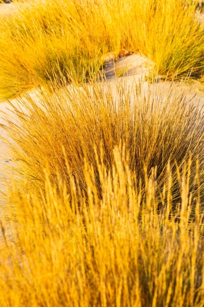 Coastal grasses and sedges growing on a sand dune - Australian Stock Image