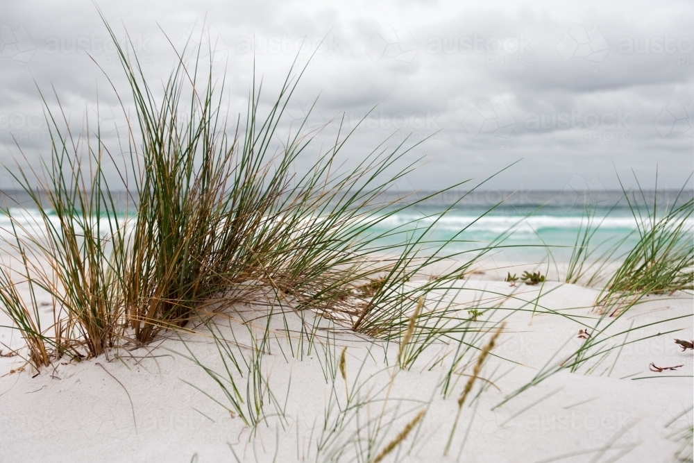 coastal grasses growing in sand dunes at a surf beach - Australian Stock Image