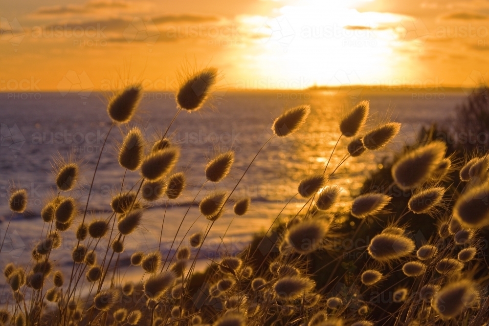 Coastal grasses in front of a golden sunset over Port Phillip bay - Australian Stock Image