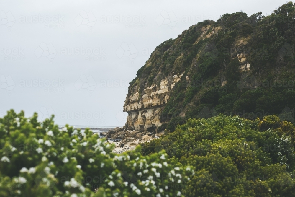 Coastal headland with flowering bushes in the foreground - Australian Stock Image