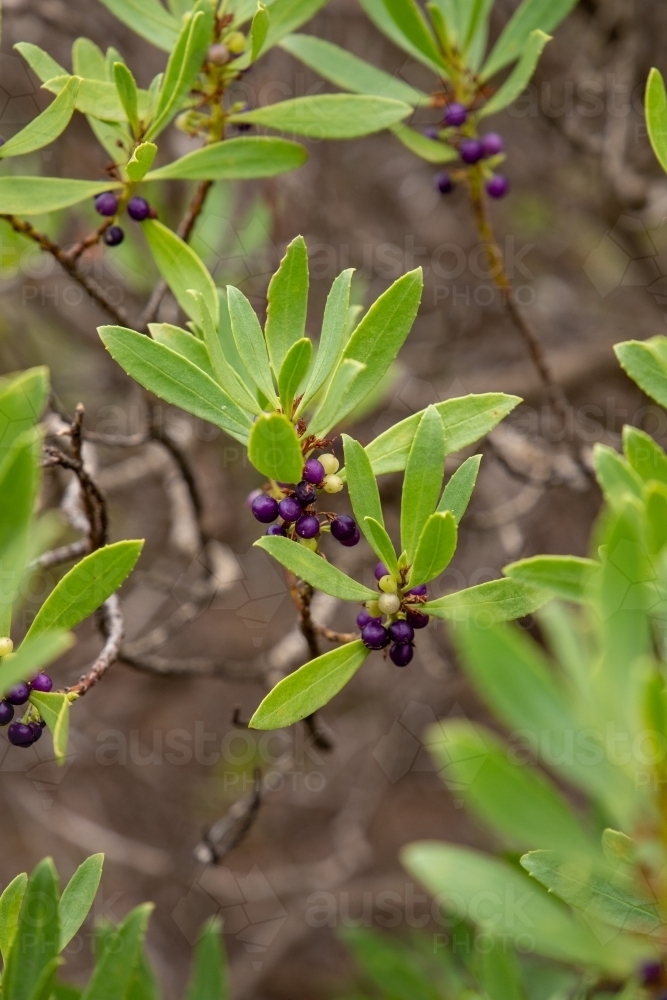 Coastal heath with purple fruit - Australian Stock Image