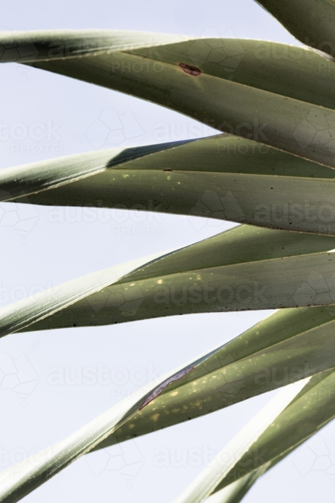 Coastal pandanus palm leaves close-up - Australian Stock Image