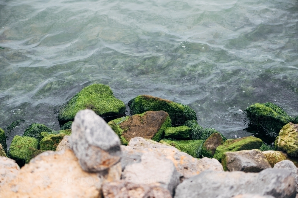 Coastal rocks and algae - Australian Stock Image