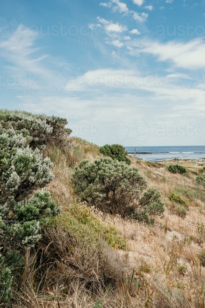 Coastal sand dune. - Australian Stock Image