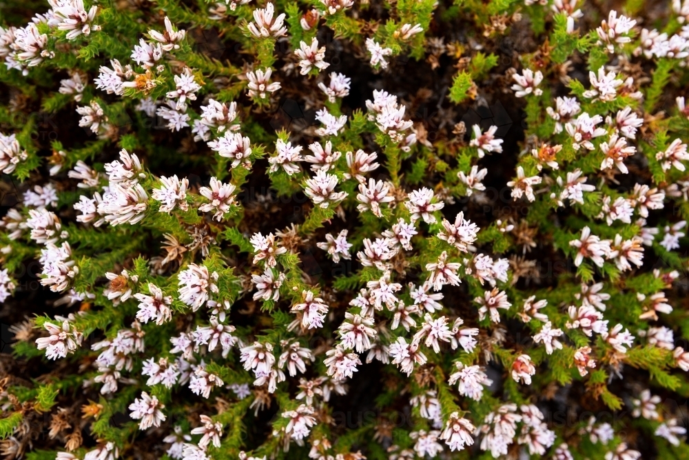 Coastal shrub covered in small white flowers - Australian Stock Image