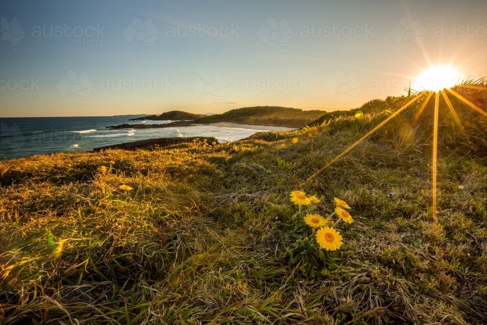 Coastal sunset landscape with everlasting flowers - Australian Stock Image