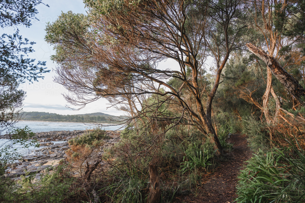 Coastal track at Greens beach - Australian Stock Image