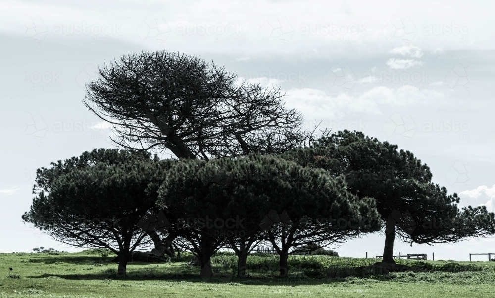 coastal trees shaped by the strong winds - Australian Stock Image