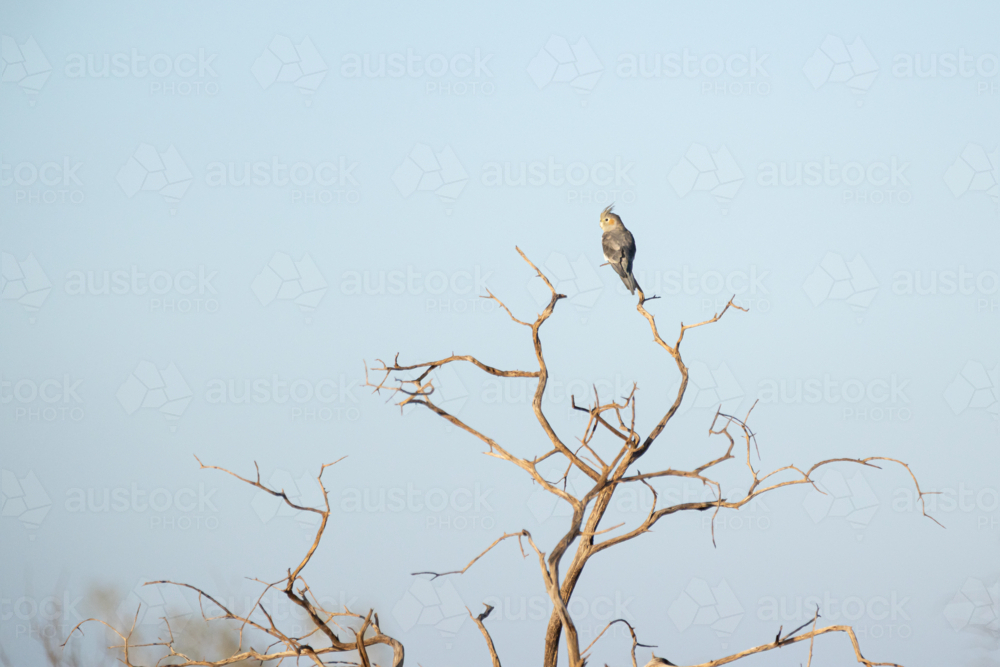 Cockatiel (Nymphicus hollandicus) resting on bare branches against blue sky - Australian Stock Image