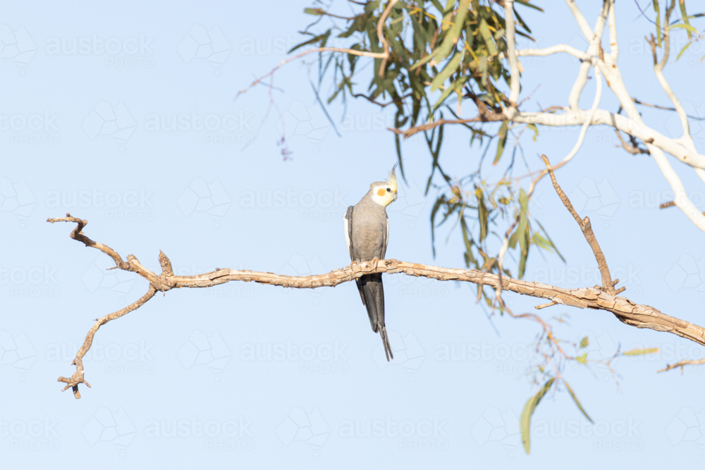 cockatiel (Nymphicus hollandicus)  resting on branch with eucalyptus leaves - Australian Stock Image