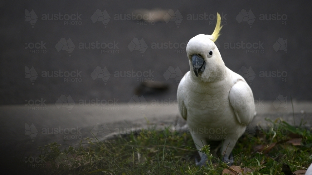 Cockatoo close up with copy space - Australian Stock Image