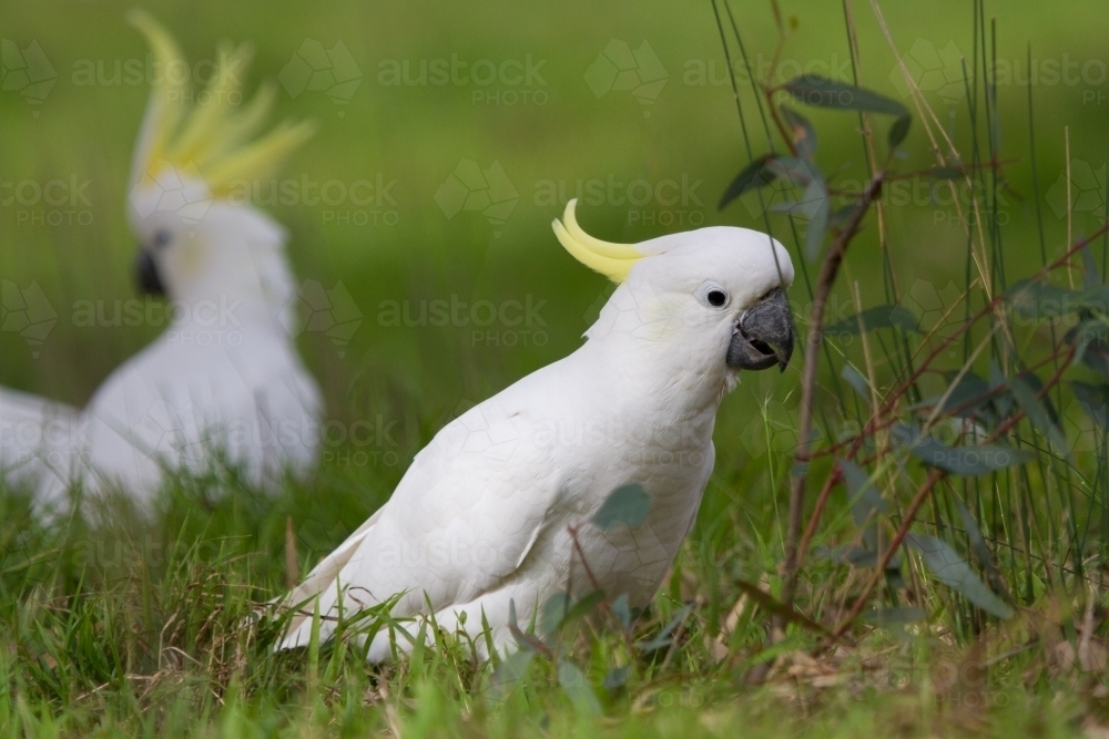 Cockatoo Feeding on the Ground - Australian Stock Image