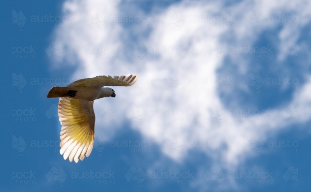 Cockatoo flying in the sky - Australian Stock Image
