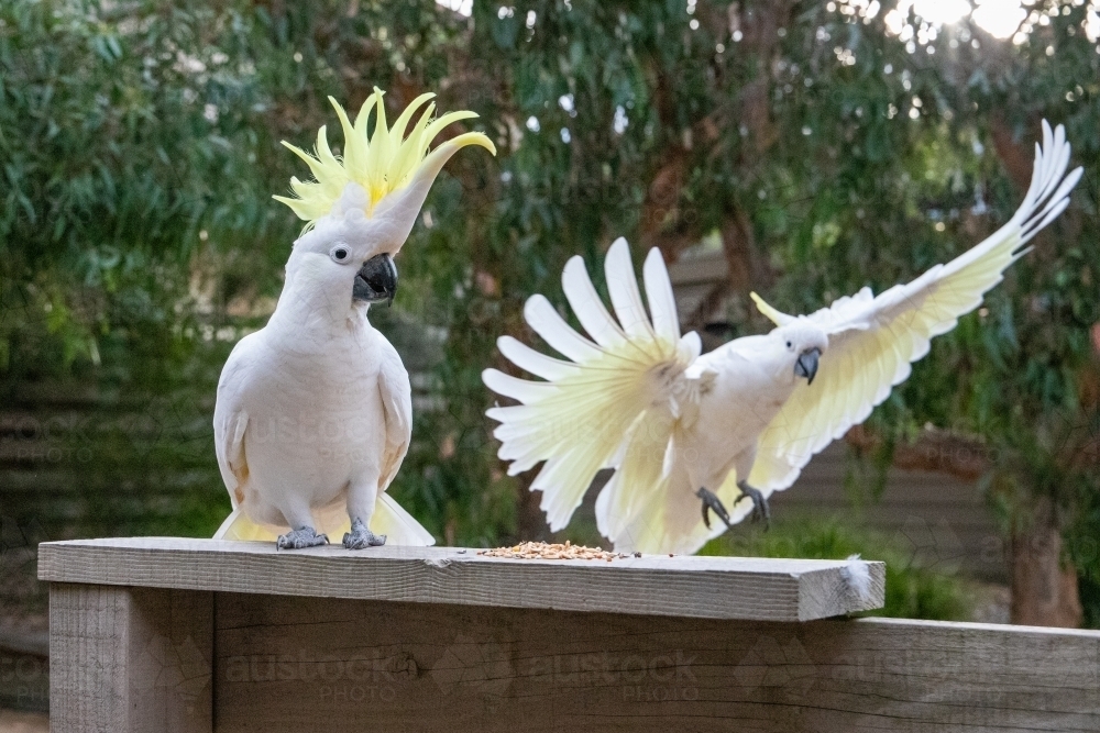 Cockatoo in flight - Australian Stock Image