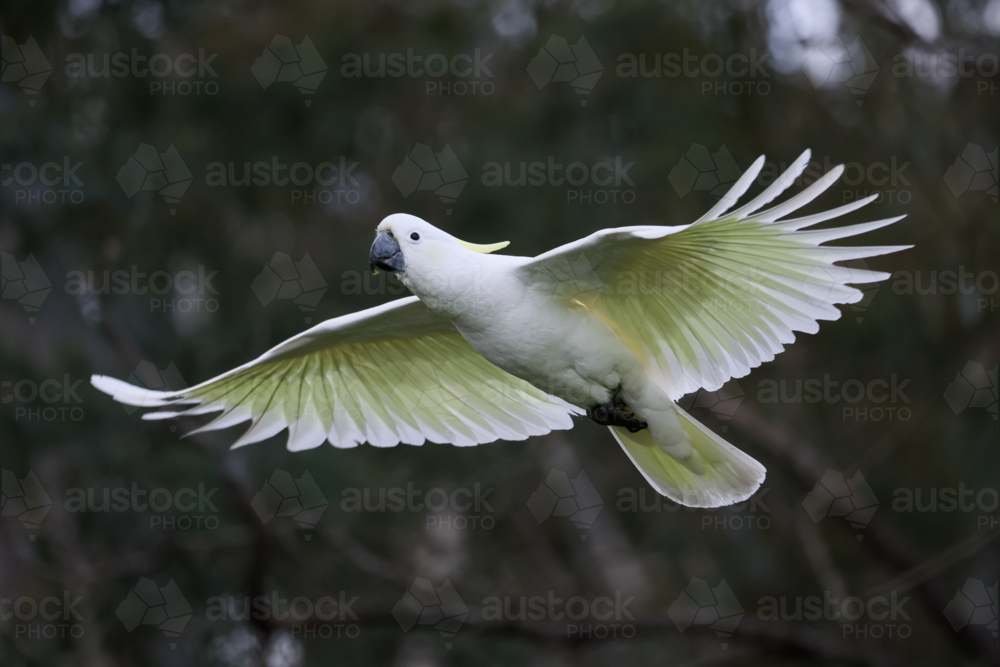 Cockatoo in Flight - Australian Stock Image