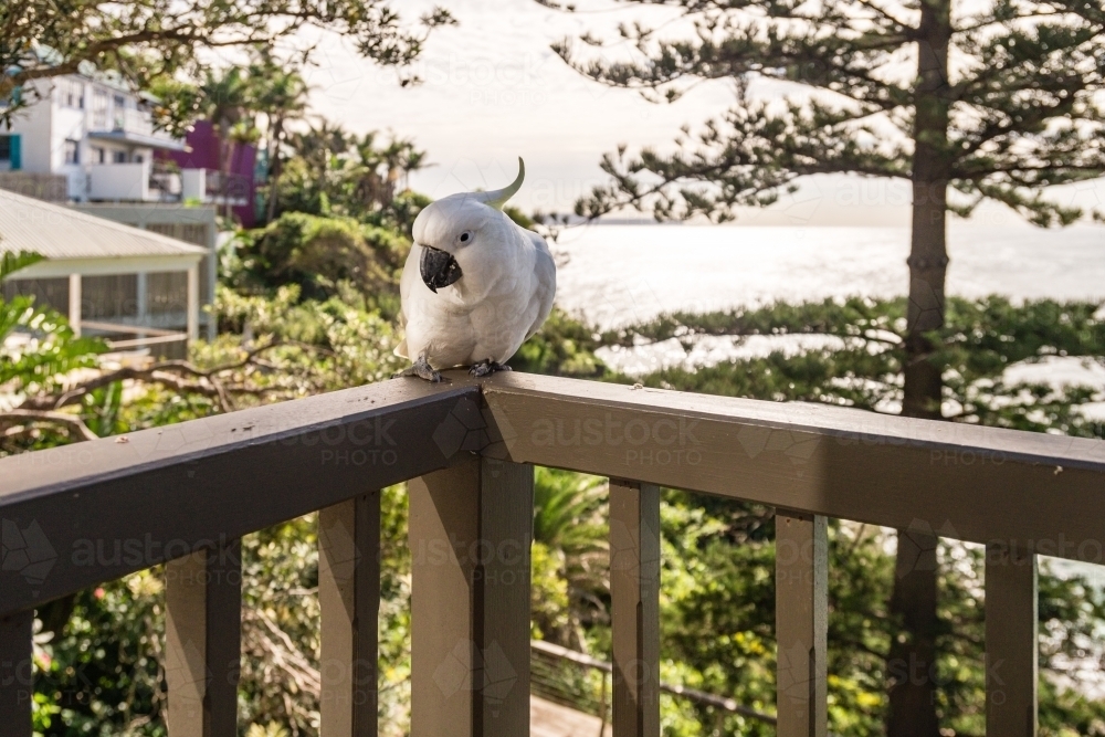 cockatoo on balcony at beach house - Australian Stock Image