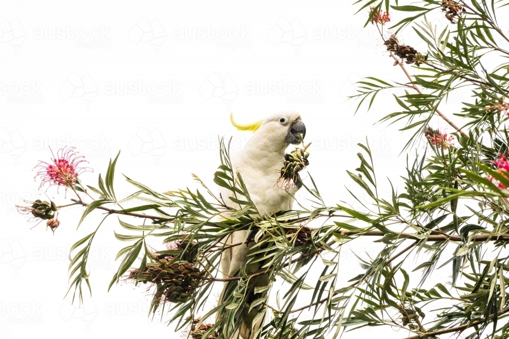 cockatoo on grevillea bush - Australian Stock Image