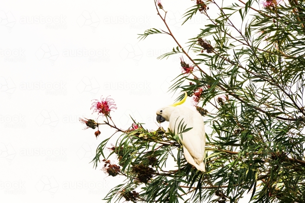 cockatoo on native shrub - Australian Stock Image