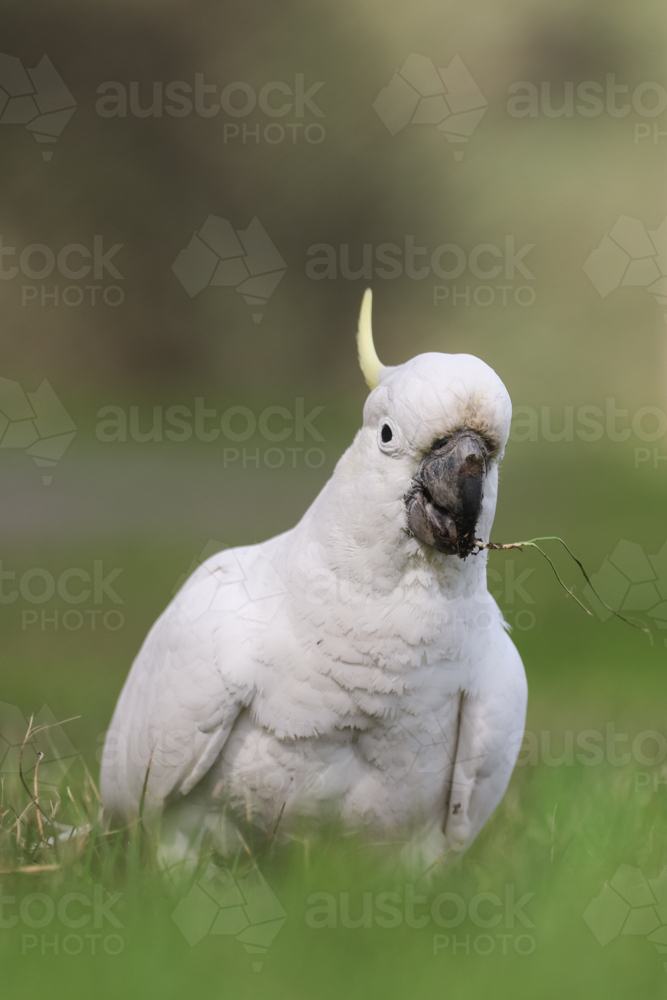 Cockatoo on the Ground - Australian Stock Image