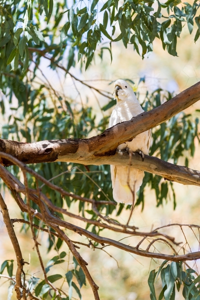 Cockatoo perched high up in a branch of a eucalyptus tree - Australian Stock Image