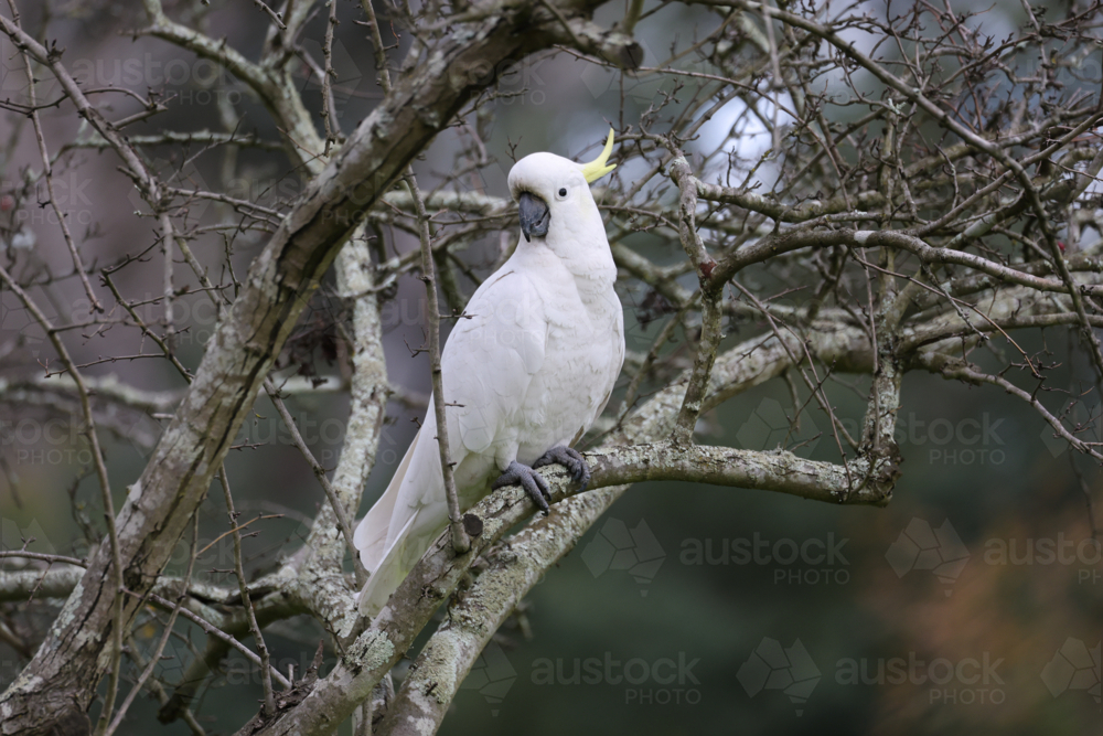 Cockatoo Perched in a Tree - Australian Stock Image