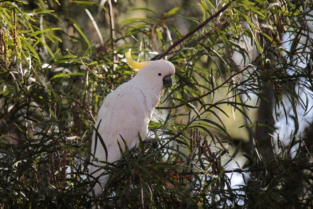 Cockatoo perched in a tree in the morning - Australian Stock Image