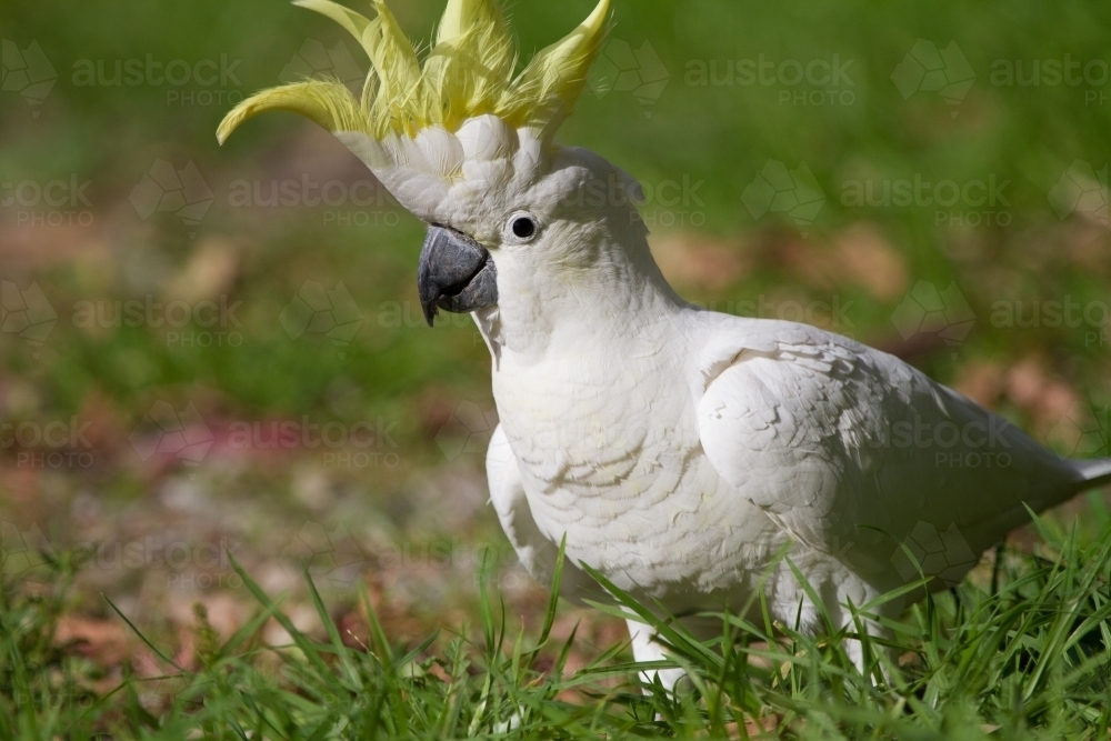 Cockatoo Showing off it's Crest - Australian Stock Image
