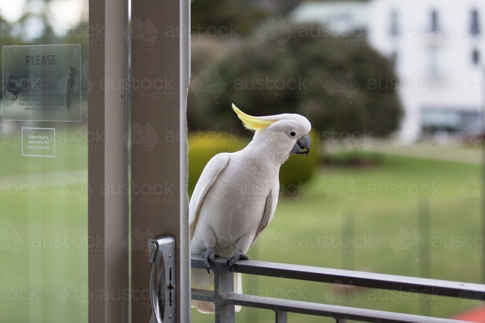 Cockatoo sitting on a verandah at a hotel - Australian Stock Image