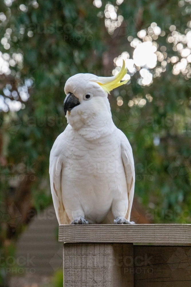 Cockatoo sitting on timber rail - Australian Stock Image