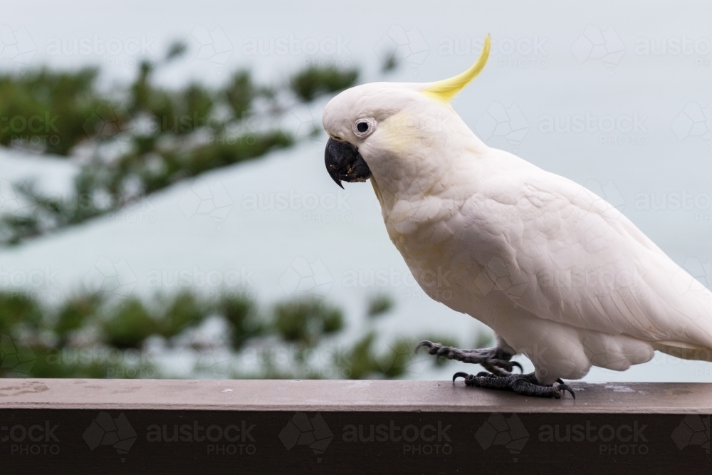 cockatoo walking on a verandah rail - Australian Stock Image