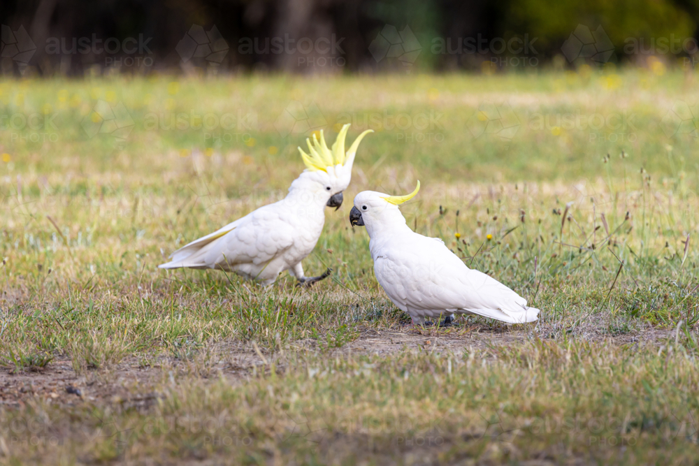 Cockatoos eating from grassy parklands - Australian Stock Image