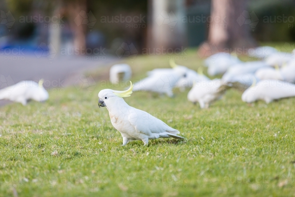 Cockatoos eating from the grassy council strip - Australian Stock Image