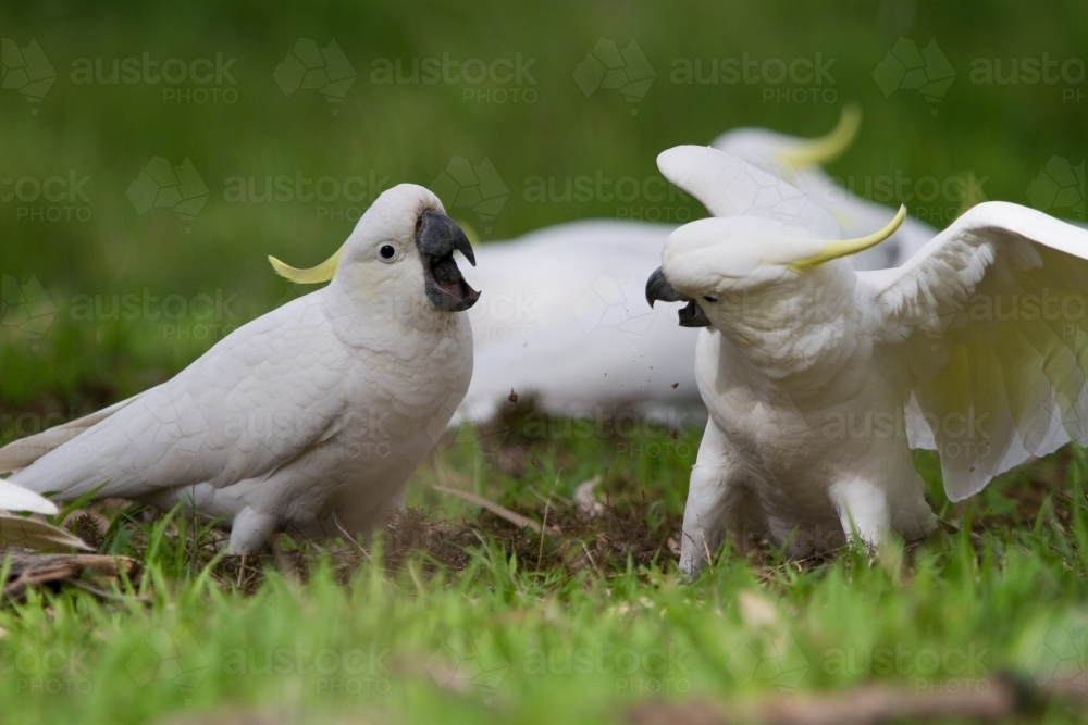 Cockatoos Having an Argument - Australian Stock Image