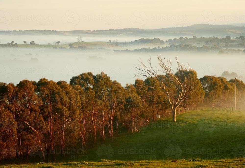 Cockatoos in a Distant Tree on a Foggy Morning - Australian Stock Image