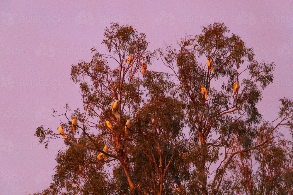 Cockatoos in gum tree at dusk - Australian Stock Image
