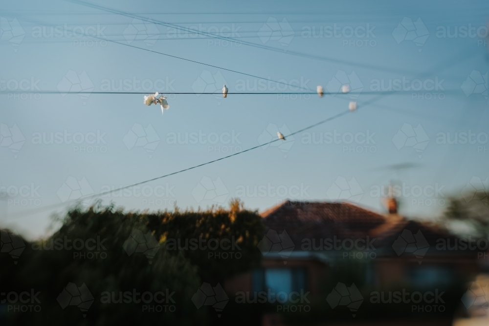 Cockatoos on power line - Australian Stock Image