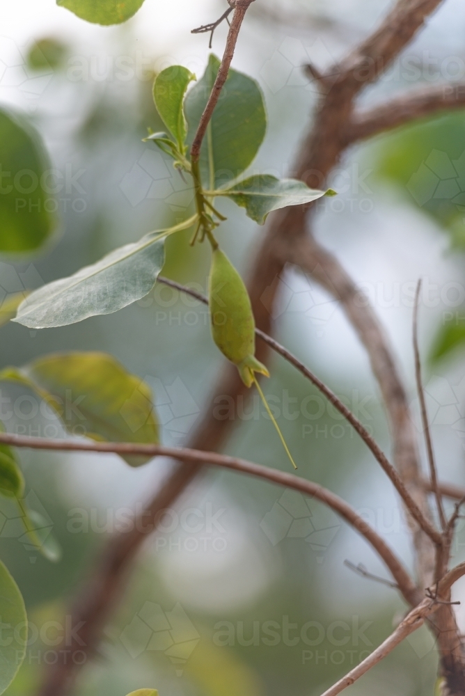 Cocky Apple - Australian Stock Image