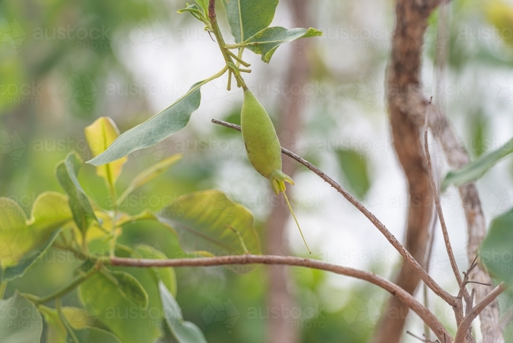 Cocky Apple - Australian Stock Image
