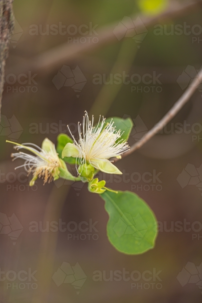 Cocky Apple flower - Australian Stock Image